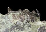 Bargain, Dalmanites Trilobite - Malvern, England #62872-3